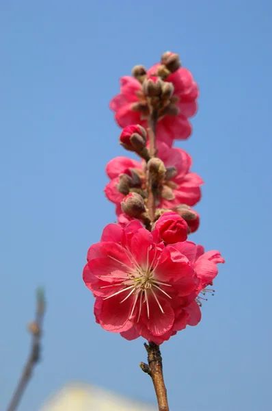 Close up of a peach blossom flower.apricot-tree branch in bloom — Stock Photo, Image