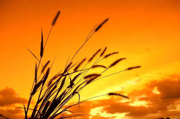Кущі на фоні сонячного світла над фоном неба під час заходу сонця — стокове фото