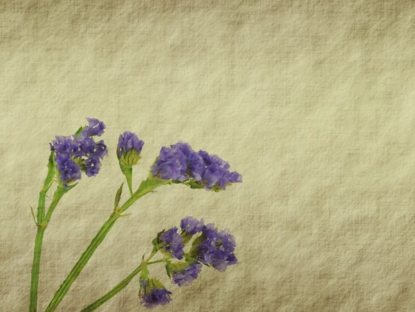 Lavendel på papper bakgrund — Stockfoto