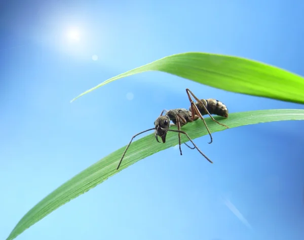 Myror på ett grönt gräs — Stockfoto