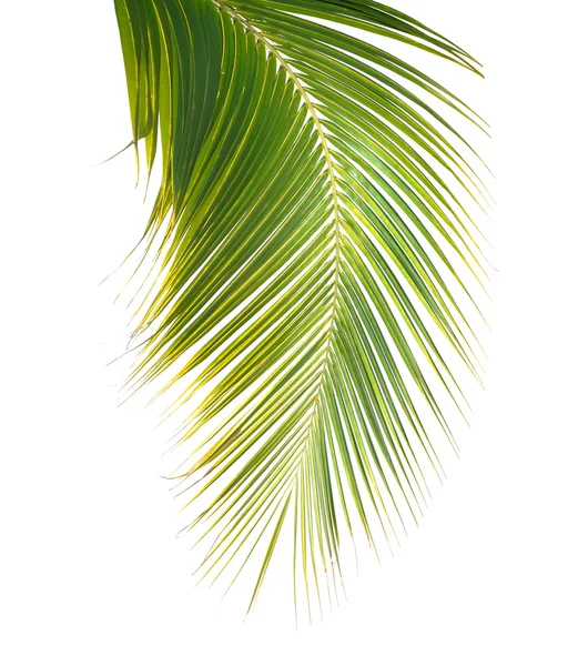 Hoja de palma verde —  Fotos de Stock