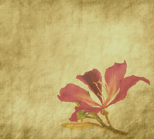Bauhinia flower on Grunge Abstract Background
