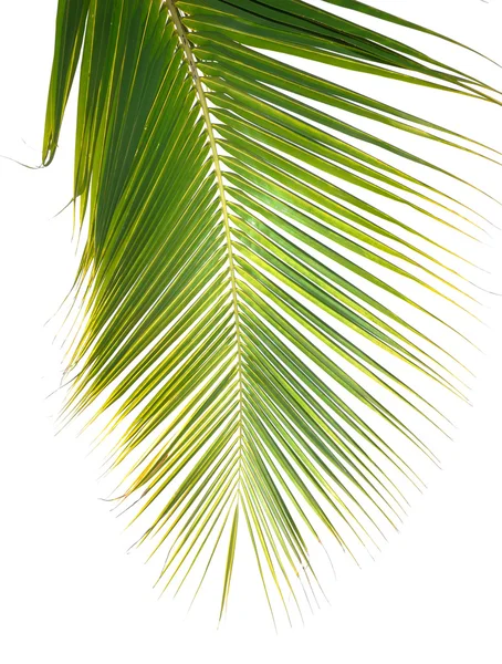绿色的棕榈叶 — 图库照片