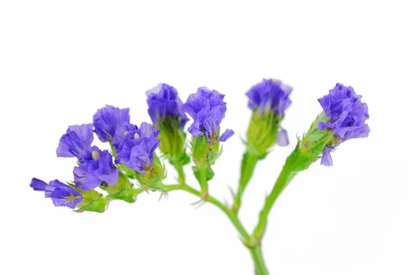 Lavender isolated on white — Stock Photo, Image
