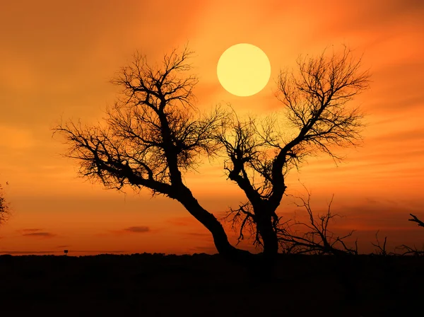 Silhueta de uma árvore com o sol atrás da árvore — Fotografia de Stock