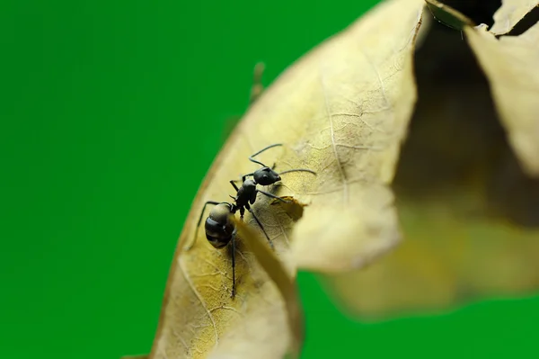 緑の草の蟻 — ストック写真