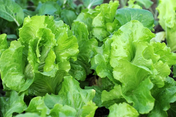Salat som vokser i jorden – stockfoto