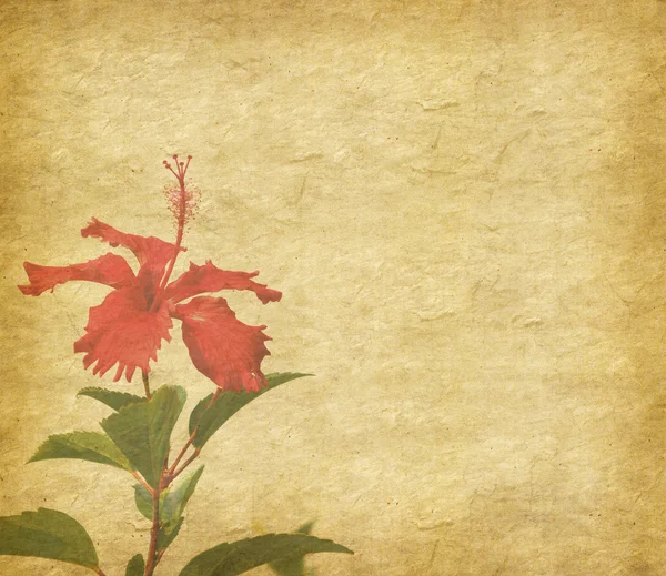 Chinês hibisco Rosae-Sinensis Flor com conjunto de fundo pintado abstrato — Fotografia de Stock