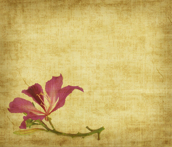 Bauhinia flower on Grunge Abstract Background