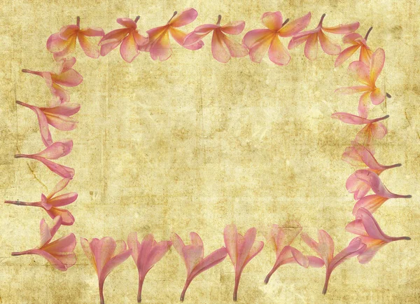 Frangipani of plumeria tropische bloem met oude grunge antieke papier textuur — Stockfoto