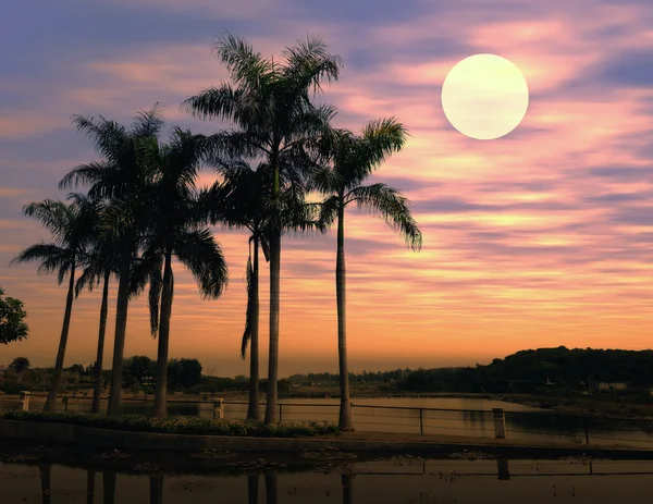Günbatımı ile palm — Stok fotoğraf