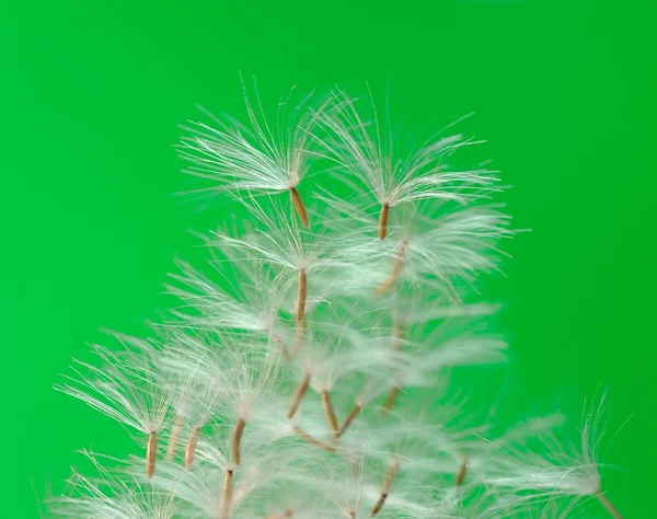 Primo piano dei semi di tarassaco — Foto Stock