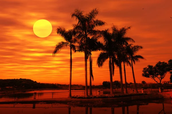 棕榈与日落 — 图库照片