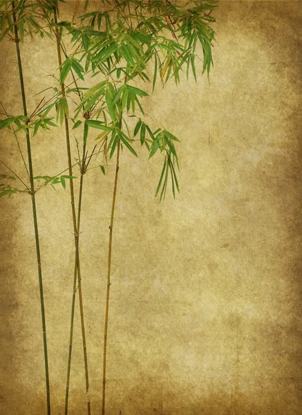 Σχεδιασμού του κινεζικού μπαμπού δέντρα με υφή του χειροποίητο χαρτί — Φωτογραφία Αρχείου