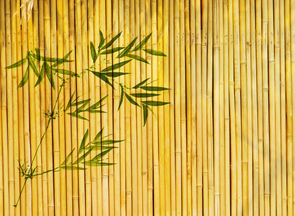 Luz dourada fundo de bambu — Fotografia de Stock