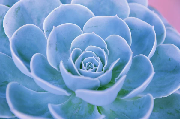 Blick auf einen Kaktus — Stockfoto
