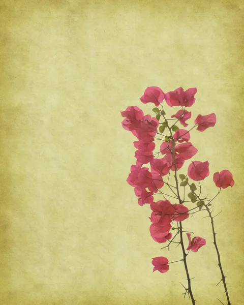 Vintage wallpaper background with orchid — Stock Photo, Image