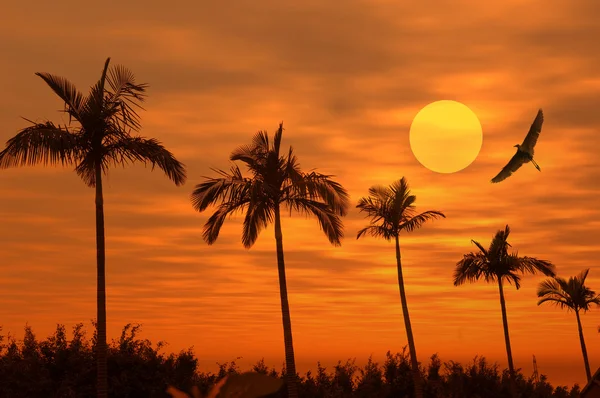 Пальма с закатом — стоковое фото