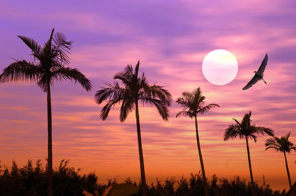 Пальма с закатом — стоковое фото