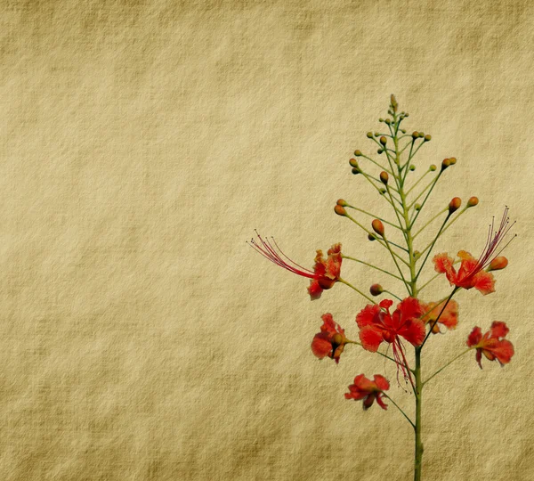 Павичі квіти на дереві зі старовинним вінтажним паперовим тлом — стокове фото