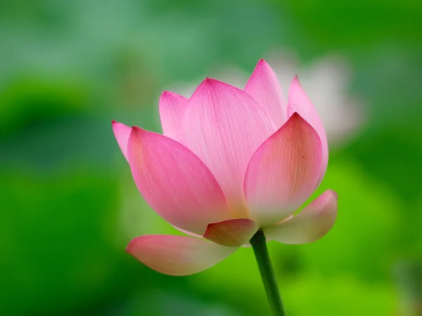 Stock image Lotus flower