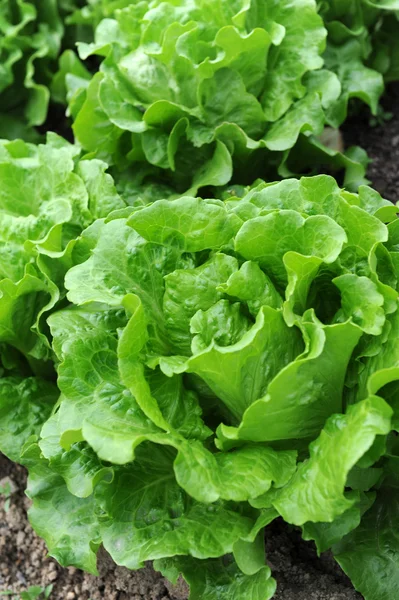 Frisk salat som vokser i jorden – stockfoto