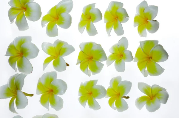 Франгіпані тропічні квіти на білому тлі — стокове фото