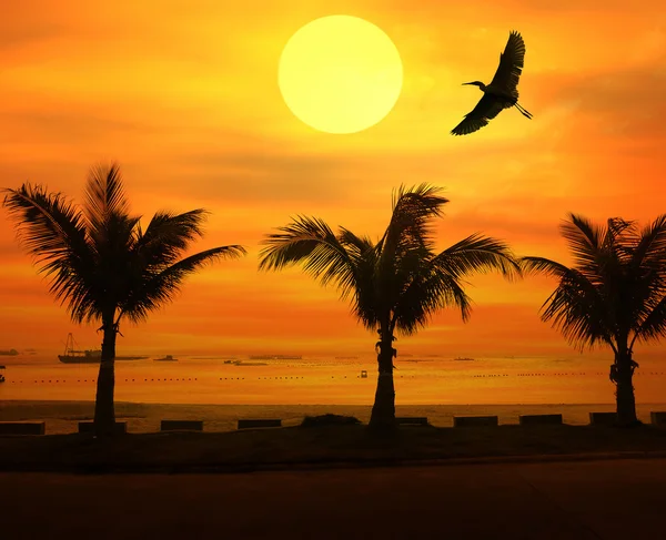 Palma con puesta de sol — Foto de Stock