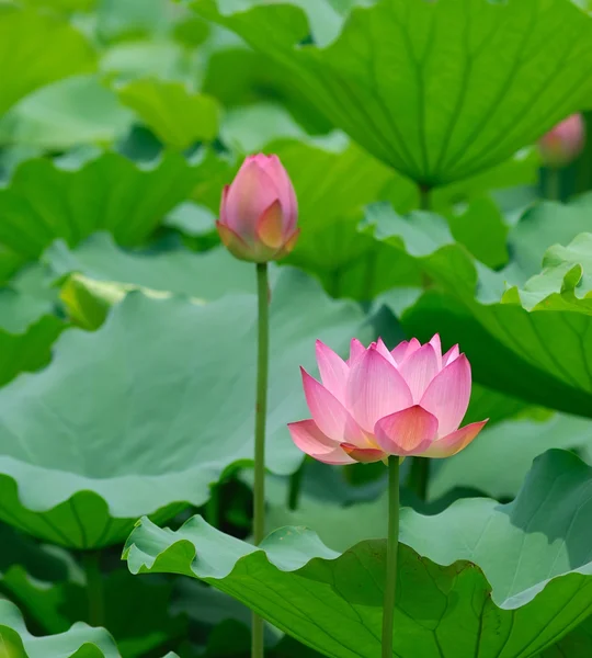 Flor de loto —  Fotos de Stock