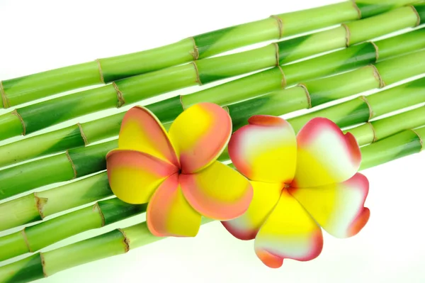 Plumeria met bamboe — Stockfoto