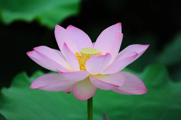 Lotus flower Stock Picture