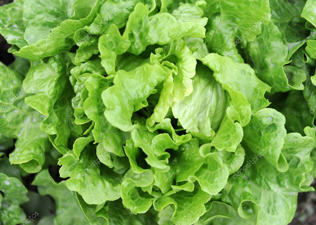 Lettuce growing in the soil — Stock Photo © firefox #7872380