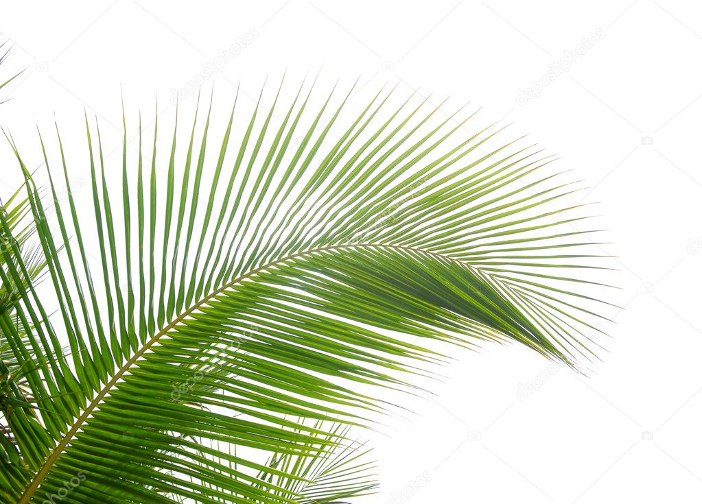 Green palm leaf