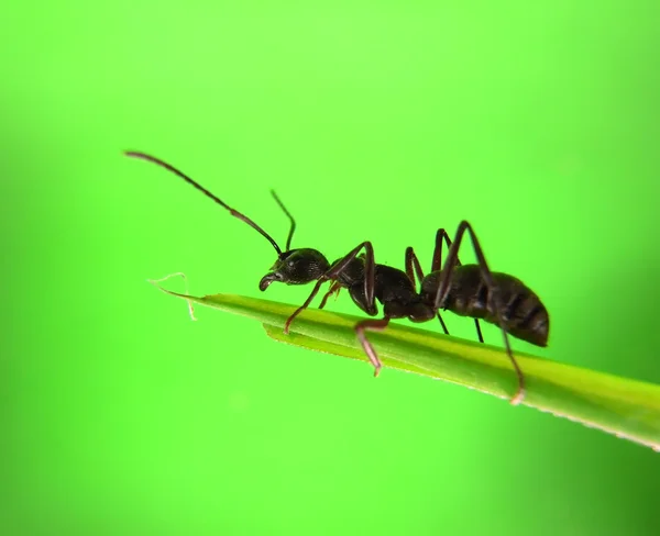 Formiche su un'erba verde — Foto Stock