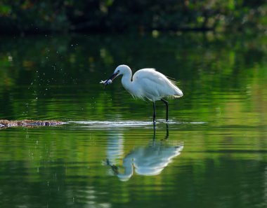 waterland sorguçlar oynamak