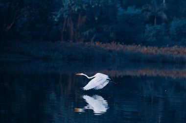 waterland sorguçlar oynamak