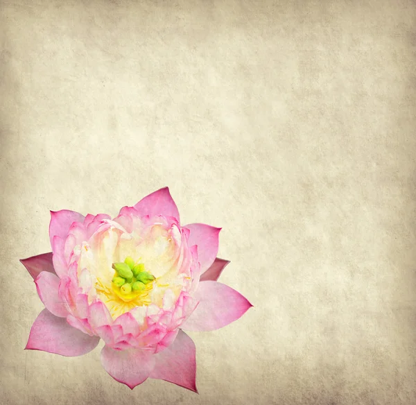 Lotus mit abstrakt bemalten Hintergrund — Stockfoto