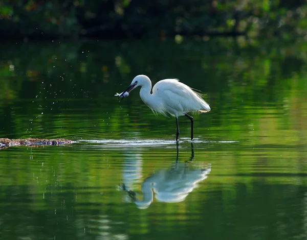 Stock image Egrets play in waterland