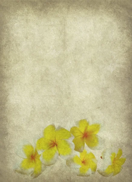 Frangipani o plumeria flor tropical con textura de papel antiguo grunge — Foto de Stock