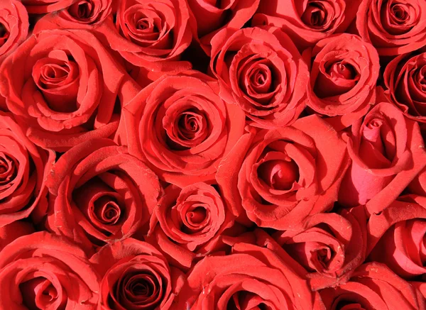 Red rose background ,natural texture — Stock Photo, Image