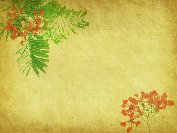 Paw kwiaty na drzewo z starodawny stary tło kartonowe — Zdjęcie stockowe