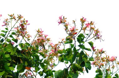 Şeftali çiçeği flower.apricot-ağaç dal çiçek