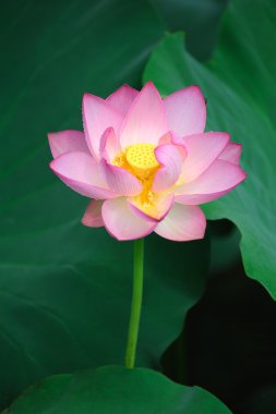 Lotus çiçeği.