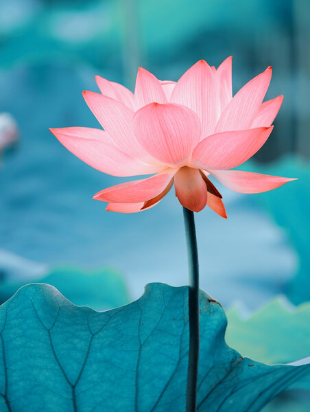 Lotus flower