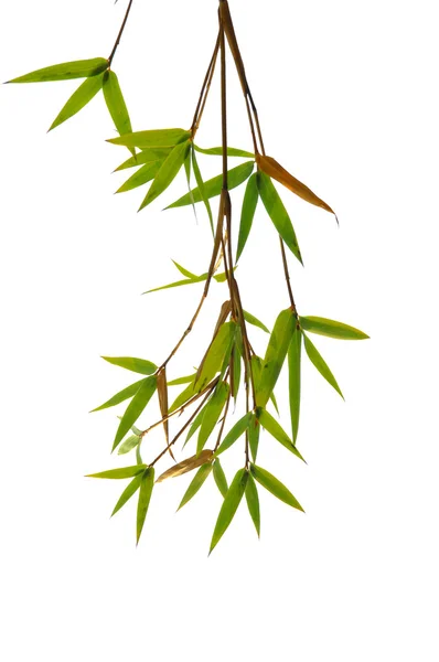 Листья бамбука изолированы на белом фоне — стоковое фото