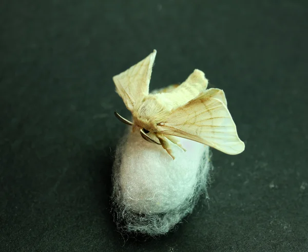 Χρυσαλλίδα πεταλούδα — Φωτογραφία Αρχείου