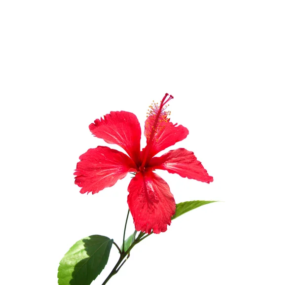 Zbliżenie kwiatu rosae-sinensis chiński hibisci — Zdjęcie stockowe