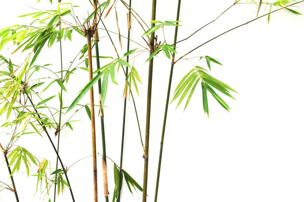 Hojas de bambú aisladas sobre fondo blanco —  Fotos de Stock