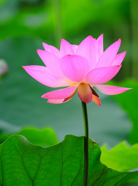Lotus flower