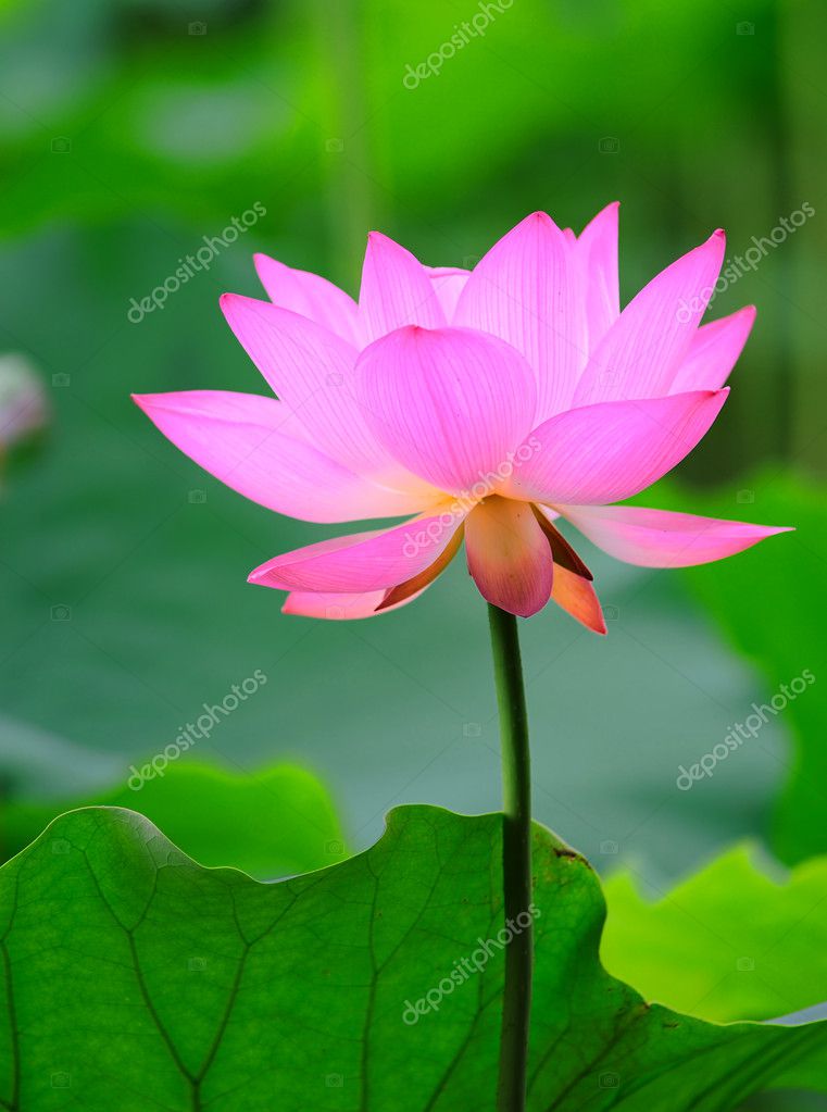 egységes lotus flower kép